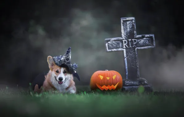 Picture autumn, language, nature, the dark background, dog, cross, pumpkin, cap