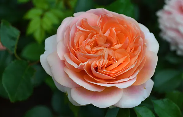 Flower, summer, leaves, flowers, rose, petals, garden