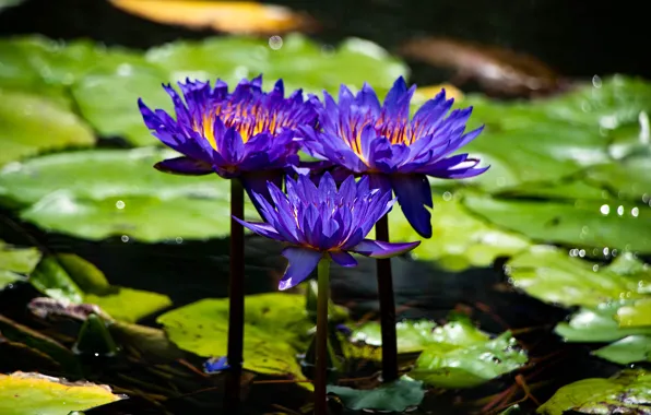 Picture purple, leaves, light, flowers, pond, water lilies, pond, lilac