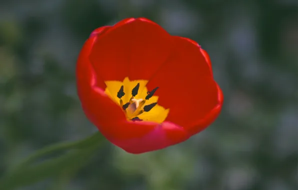 Picture macro, yellow, red, one, Tulip, focus, petals, red