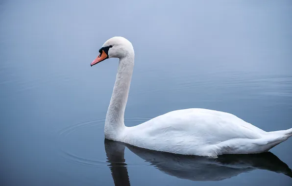 Picture photo, Swan, Alexander Chorny