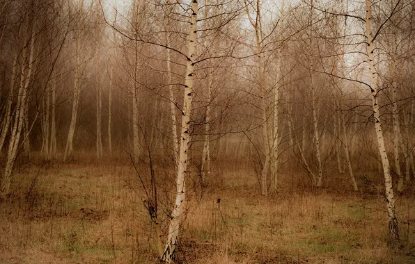 Autumn, forest, trees, nature