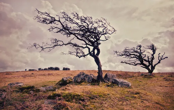 Field, trees, landscape, nature