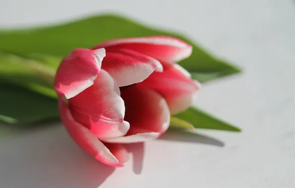 Tulip, petals, red, white