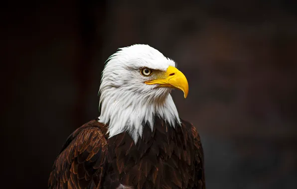 Wallpaper feathers, predator, background, beak, bokeh, bald eagle, bird, close-up