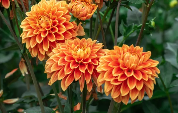 Flowers, orange, flowering, Dahlia