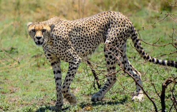 Picture cat, grass, Cheetah