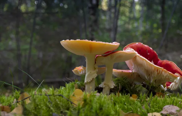 Forest, mushrooms, Amanita, family