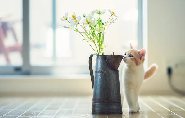 Picture cat, flowers, © Ben Torode, Hannah
