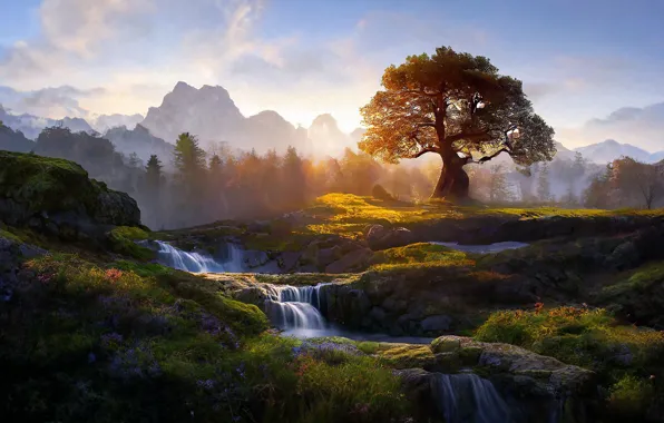 Forest, grass, clouds, light, landscape, mountains, fog, stones