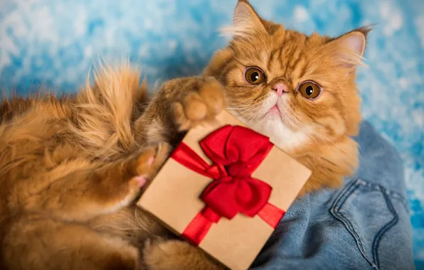 Cat, cat, look, pose, box, gift, portrait, legs