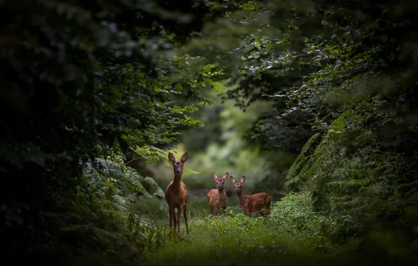 Picture forest, glade, deer