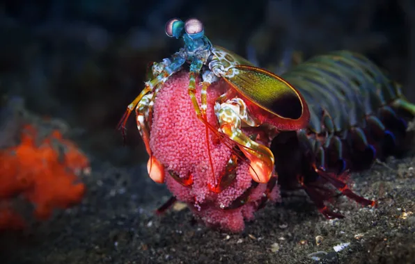 Picture sea, the ocean, under water, caviar, Shrimp