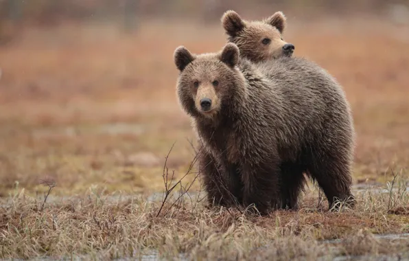Autumn, grass, look, nature, pose, rain, glade, bear