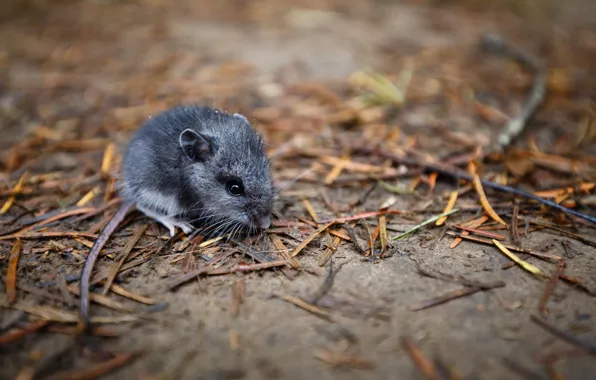 Nature, background, mouse