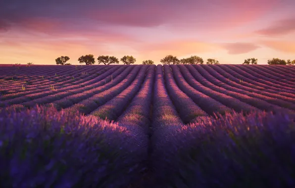 Picture field, nature, the evening, lavender