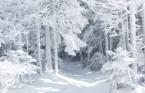 Winter, forest, snow, nature, tale