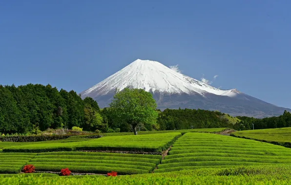 Picture mountain, the volcano, Japan, Japan, Mount Fuji, Fuji, Shizuoka Prefecture, tea plantation