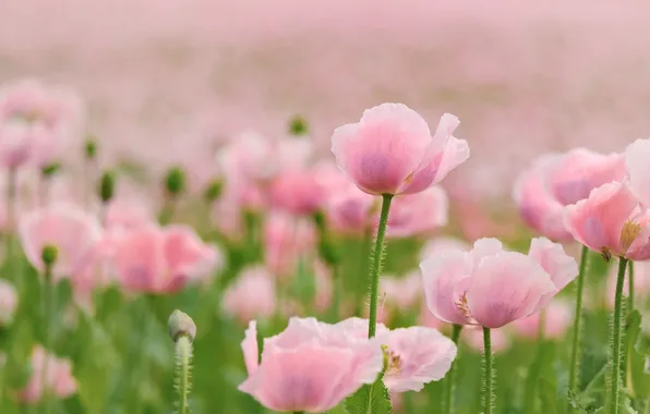 Summer, flowers, stems, Maki, pink, bokeh, blurred background, poppy field