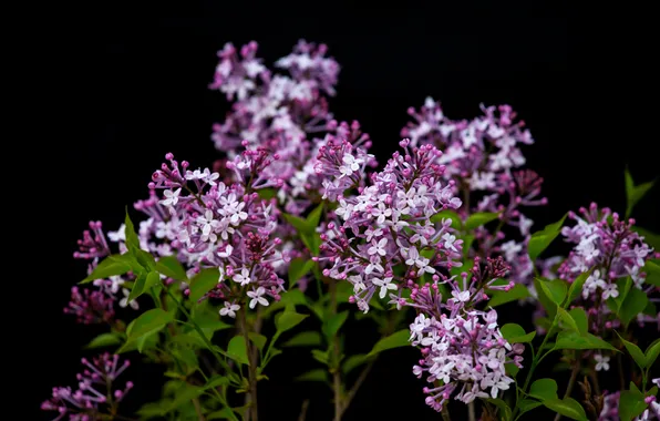 Flowers, branches, spring, black background, flowering, lilac, inflorescence, blooming lilacs