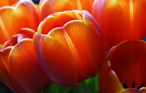Picture macro, spring, petals, garden, tulips, flowerbed