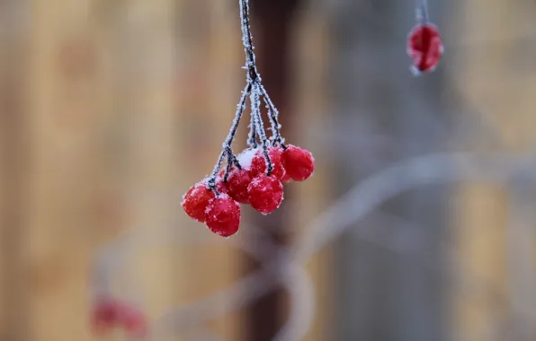 Winter, frost, macro, snow, nature, berries, frost, bunch