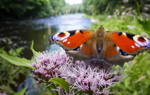 Picture summer, grass, macro, flowers, nature, butterfly, shore, wings