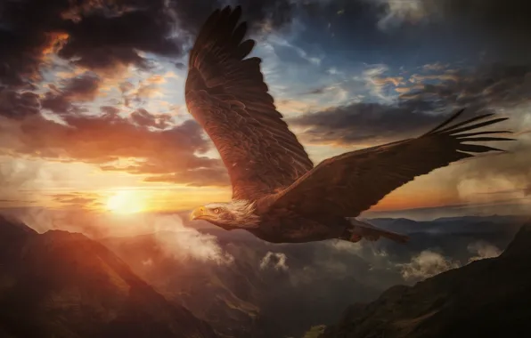 Picture bird, mountains, eagle, soaring