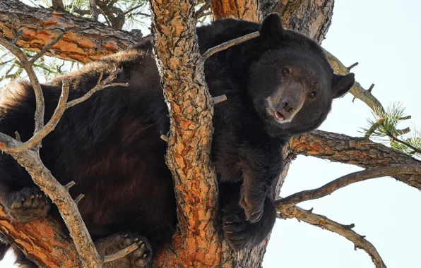 Picture tree, bear, on the tree, Baribal, Black bear