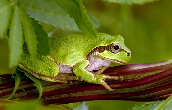 Leaves, pose, green toad