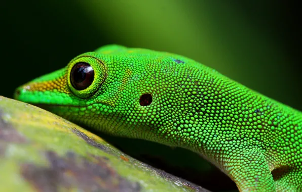 Eyes, leather, lizard, reptile, reptiles, scaly