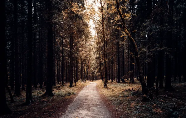 Picture road, Park, forest, nature