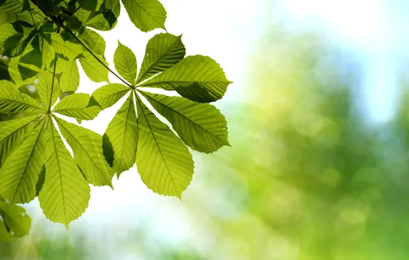 Picture leaves, light, branch, green, chestnut, bokeh