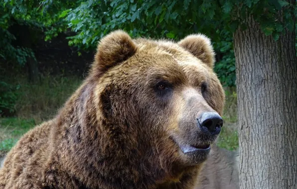 Picture look, face, trees, portrait, bear, bear