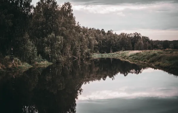 Forest, trees, lake, river, village, village, the village, cottage