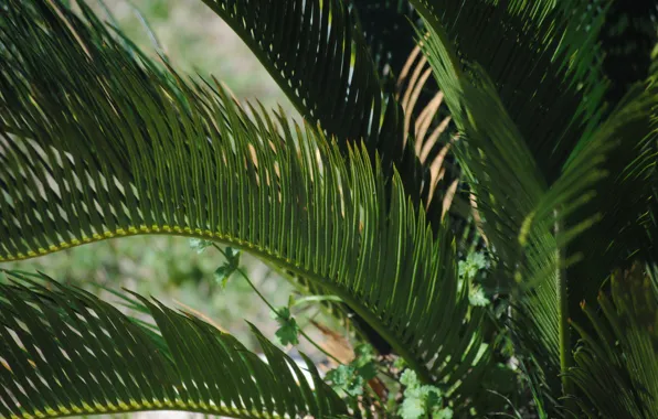 Plant, Jungle, Jungle, Plant, Green Background, Palm Leaves, Green Background, Palm Leaves
