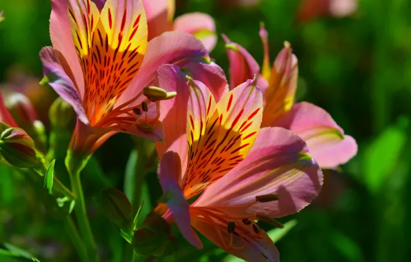 Picture Colors, Pink lily, Pink lilies