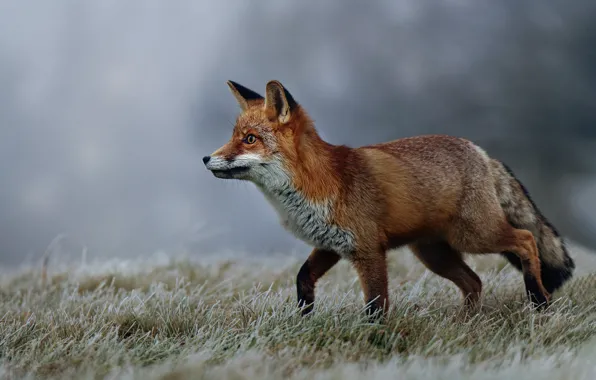 Picture winter, frost, grass, nature, animal, Fox, profile, Fox