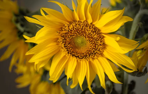 Flower, summer, macro, yellow, sunflower, petals