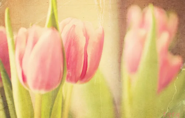 Picture style, background, tulips