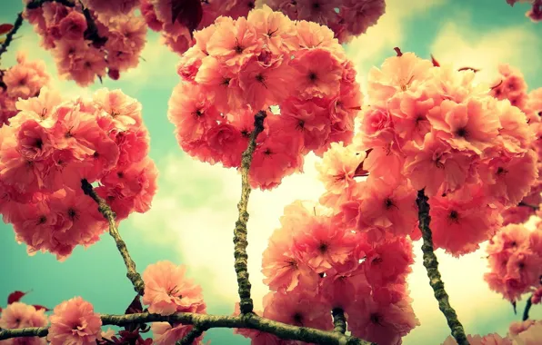 Flowers, tree, branch, spring