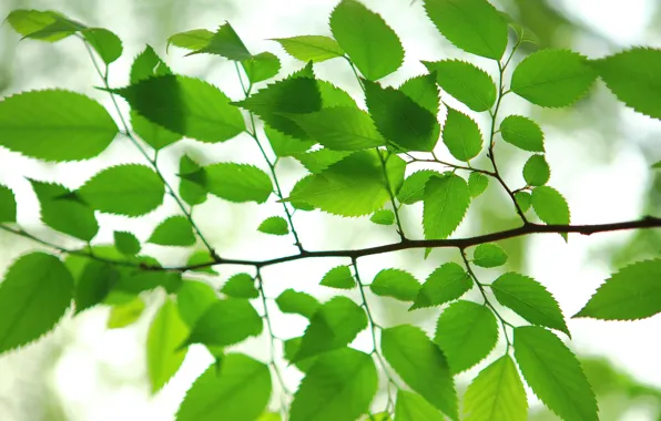 Picture summer, leaves, branches, texture