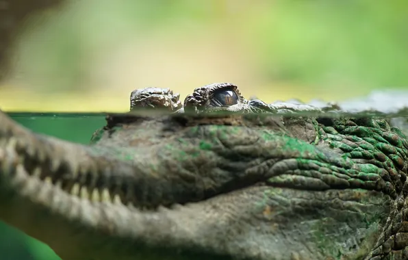 Picture water, nature, crocodile