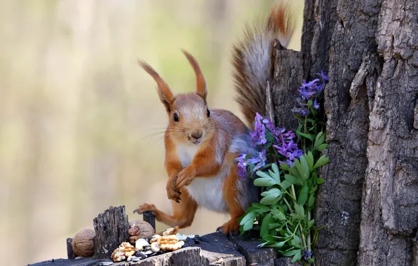 Flowers, nature, pose, stump, protein, bark, nuts, squirrel