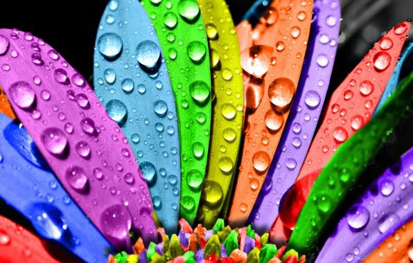 Flowers, Rosa, colorful, Tsvetik-Semitsvetik