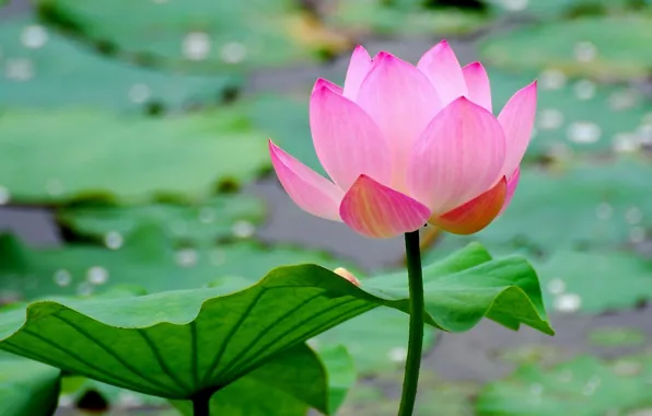 Flower, water, macro, sheet, pond, Lotus