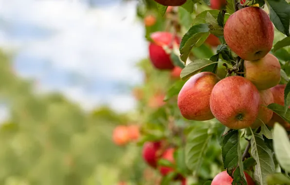 Autumn, the sky, leaves, branches, red, background, apples, garden