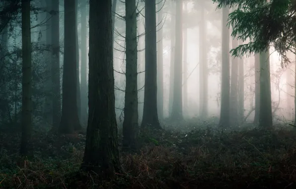 Autumn, forest, trees, nature, fog, England, England, Edd Allen
