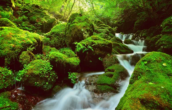 Stream, Stones, Moss, Rapids, Forest Stream