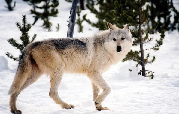 Nature, face, animal, wolf, wildlife, head, fur, mammal
